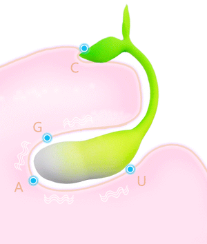 Sprout bean sprout shaped g-spot vibrator with flexible liquid silicone body and magnetic charging port